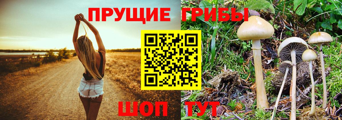 Краснокаменск  Псилоцибиновые грибы GOLDEN TEACHER  Вход с VPN 